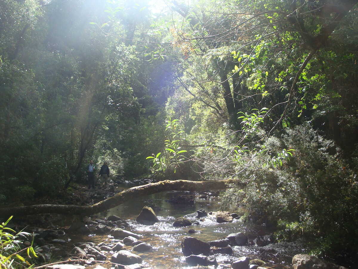 Conaf reabre Reserva Nacional Nonguén este martes y aumenta aforo de ingreso diario a 80 personas