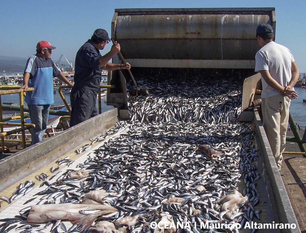Oceana publica estudio que analiza riesgos de actividad ilegal en el manejo industrial de sardina y anchoveta en la Región del Biobío