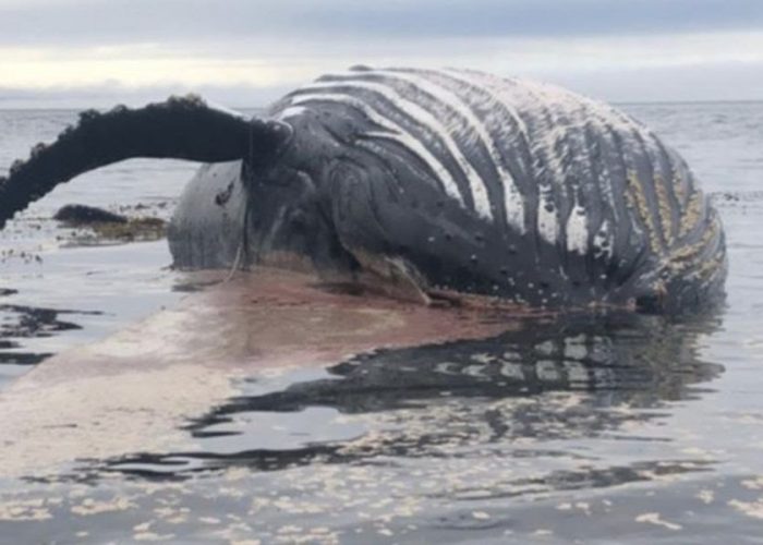 Organizaciones ambientalistas llaman a boicotear el consumo de salmón industrial ante muerte de mamíferos marinos en Chiloé y La Patagonia