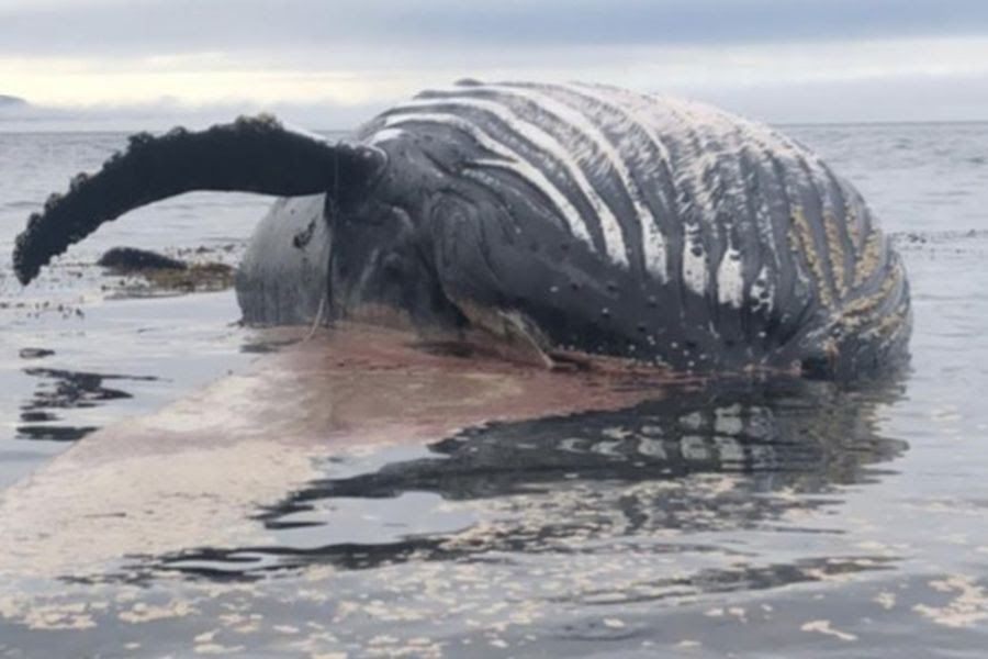 Organizaciones ambientalistas llaman a boicotear el consumo de salmón industrial ante muerte de mamíferos marinos en Chiloé y La Patagonia