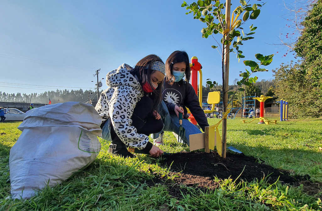Municipio penquista avanza en desafío de plantar 10 mil nuevos árboles en la comuna