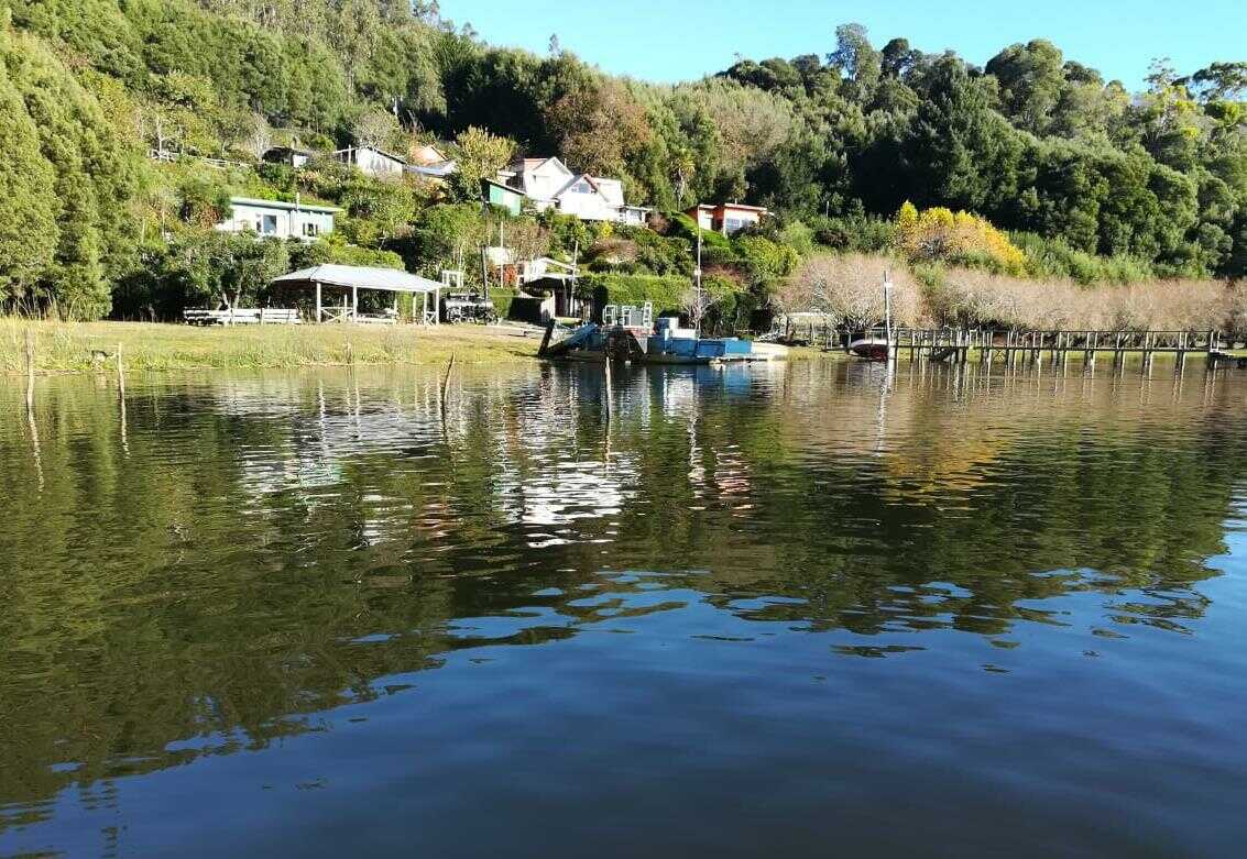 Proyecto de la UCSC obtiene nutrientes desde el luchecillo