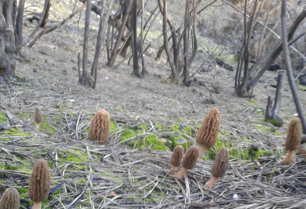 Programa asociativo beneficiará a recolectores de Productos Forestales no Madereros de la provincia de Arauco
