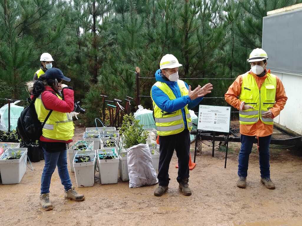 Activa participación de vecinos en trabajo de restauración y plantación de queules en la comuna de Hualqui   