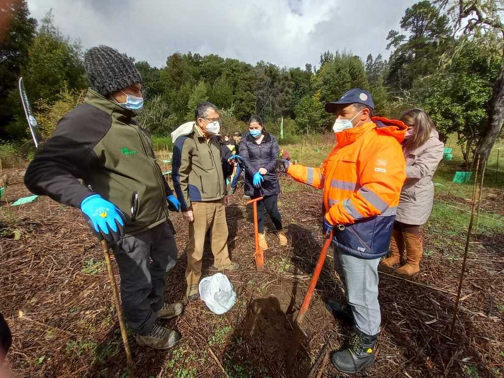 De la mano con la participación ciudadana avanza restauración del Parque Nacional Nonguén