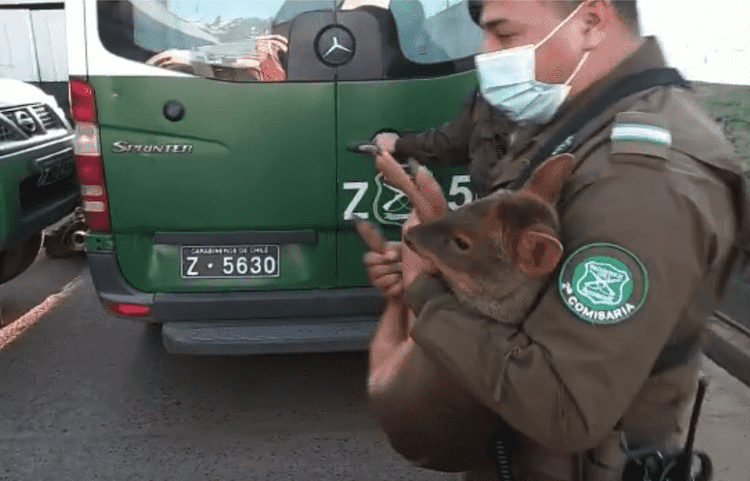 Carabineros rescataron a un Pudú que se encontraba en cautiverio en el patio de una casa en Lebu