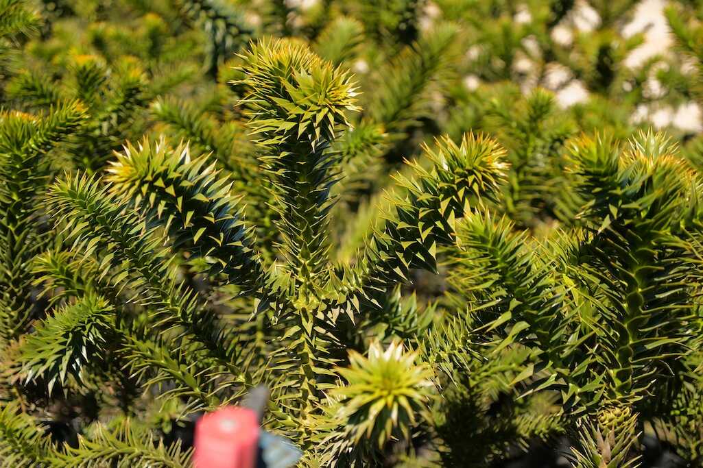 60 mil araucarias se distribuirán en el país gracias a proyecto de conservación de especies en Biobío