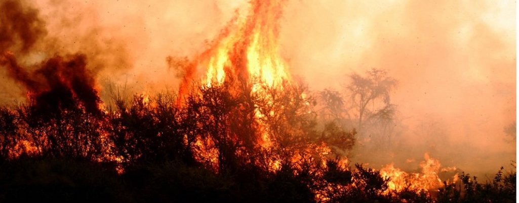 Hasta altas horas de la noche continuaba combate a incendio forestal en comuna de Arauco