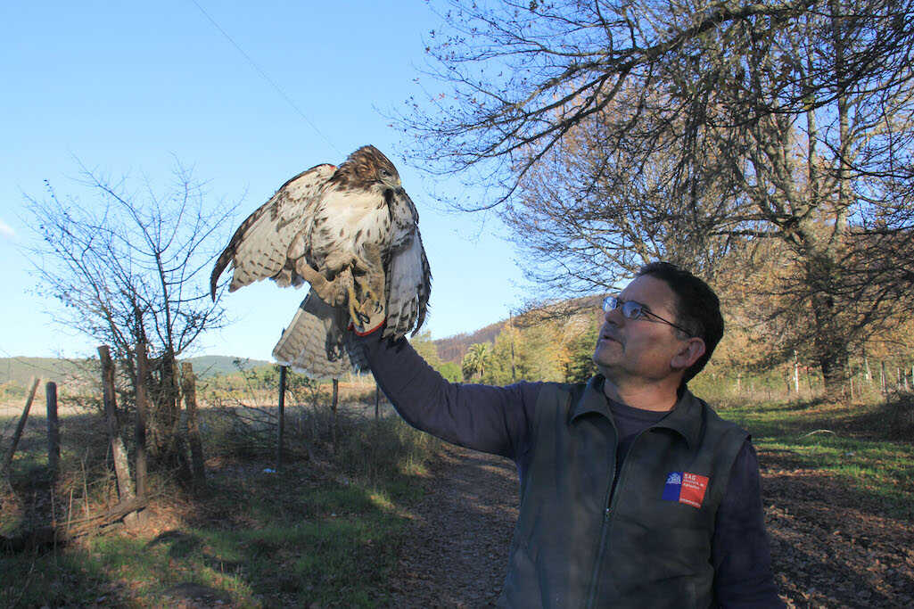 SAG Biobío entrega recomendaciones ante la presencia de ejemplares de fauna silvestre afectados por incendios forestales