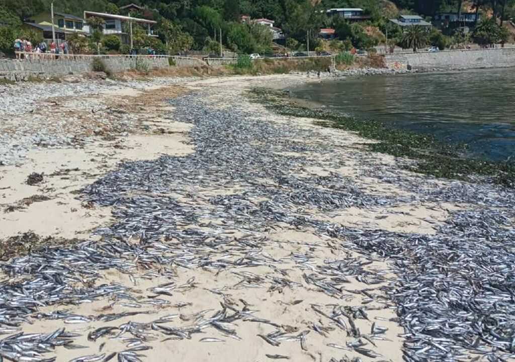 ¿Qué causó la varazón de miles de ejemplares de sardina, pejerrey y anchoveta en la playa de Coliumo?