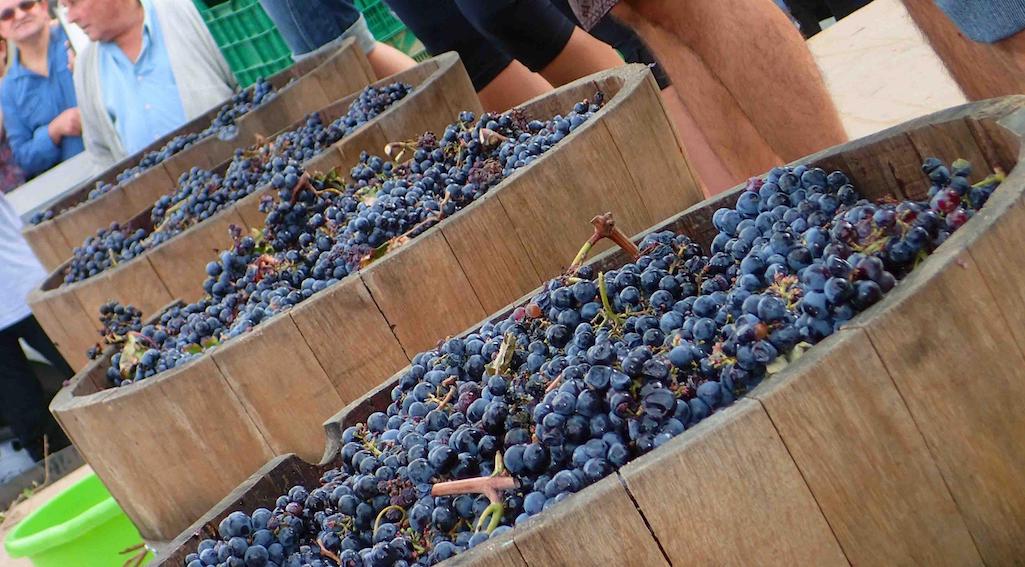 Tradicional “Fiesta de la vendimia” se celebrará este sábado en Nacimiento