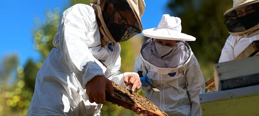 Apicultores del Biobío expondrán sus productos en Mercado Campesino de la miel 