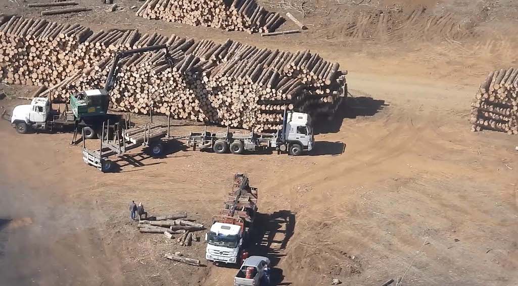 Ya es oficial Ley contra robo de madera en Chile