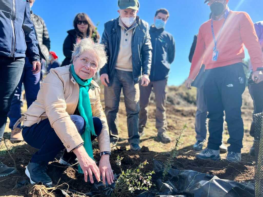 Plan “Siembra por Chile” cubrirá más de 500 hectáreas en la región del Biobío