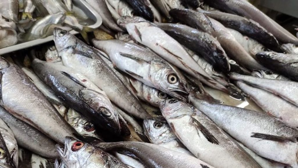 ONG denuncia aumento ilegal de cuotas pesqueras y solicita investigación de Contraloría