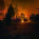 Senador van Rysselberghe pide entregar alimentos para animales en comunas afectadas por incendios