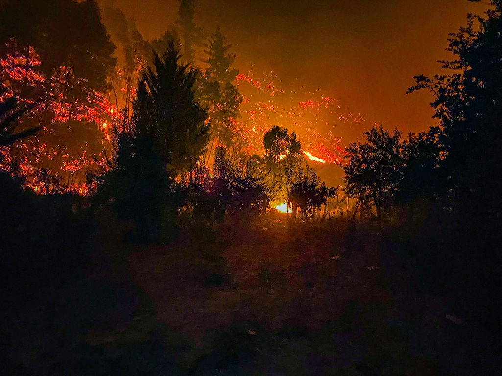 Senador van Rysselberghe pide entregar alimentos para animales en comunas afectadas por incendios