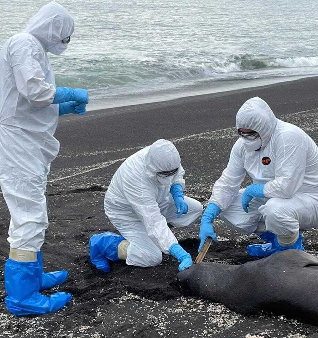 Sernapesca Biobío confirma primer caso de influenza aviar en lobo marino común en Coronel