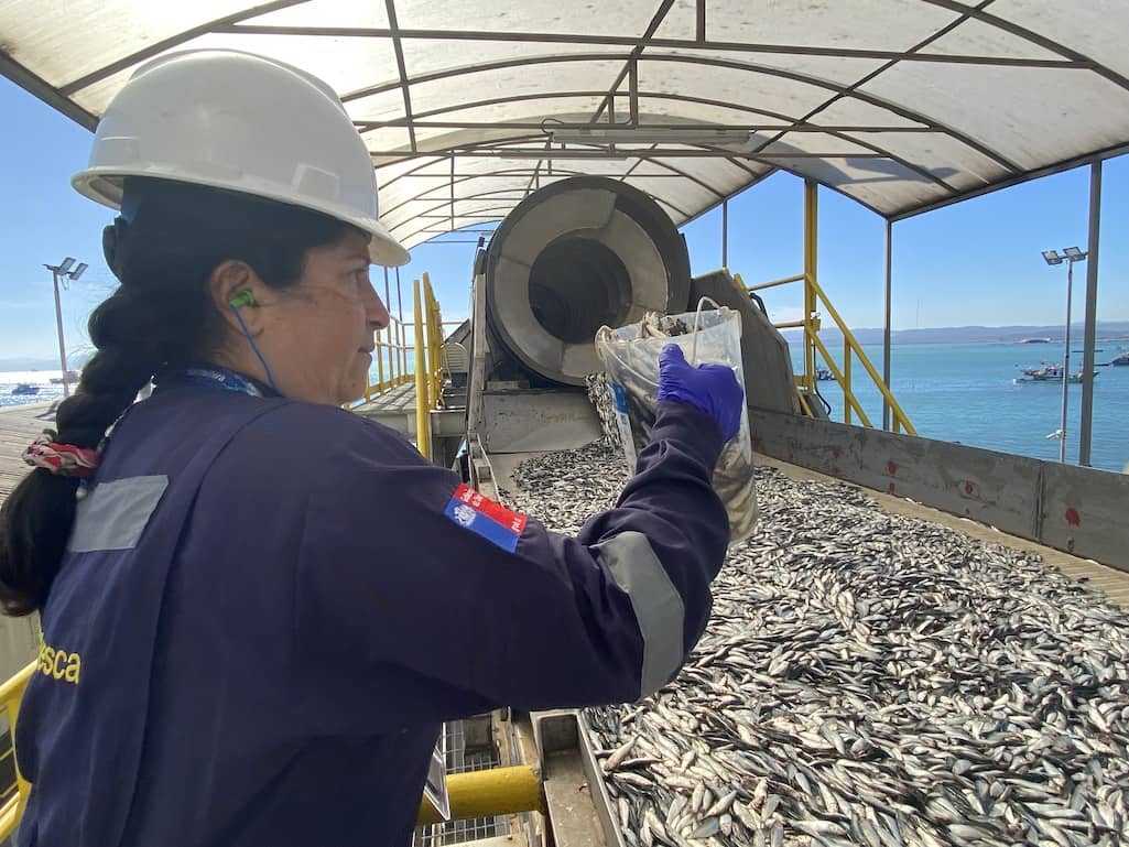 Comienza temporada de captura de Sardina Común y Anchoveta en la Región del Biobío 