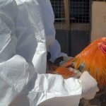 SAG confirma detección de tercer caso de influenza aviar en plantel industrial de Biobío