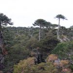 Multa de 6.700 UTM deberá pagar Forestal Mininco por daño causado a bosque de araucarias