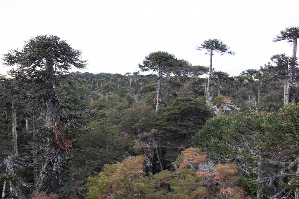 Multa de 6.700 UTM deberá pagar Forestal Mininco por daño causado a bosque de araucarias