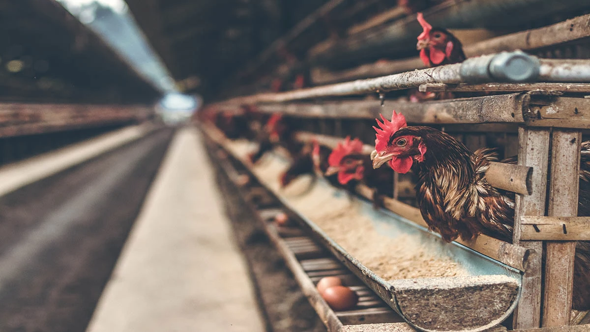 SAG confirma detección de influenza aviar en segundo plantel industrial de Biobío
