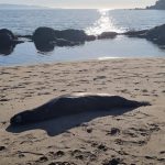 203 varamientos de lobos marinos en una semana producto de gripe aviar registra Sernapesca Biobío
