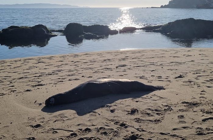 203 varamientos de lobos marinos en una semana producto de gripe aviar registra Sernapesca Biobío