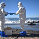 Sernapesca Biobío constata casos de Influenza Aviar registrados en Tomé, Hualpén, Coronel, Arauco y Lebu