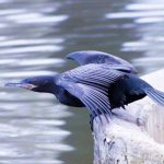SAG suspende temporada de caza de aves silvestres ante emergencia zoosanitaria por influenza aviar