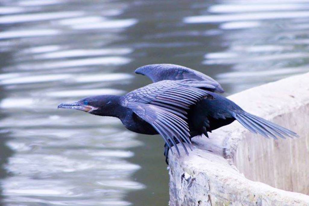 SAG suspende temporada de caza de aves silvestres ante emergencia zoosanitaria por influenza aviar