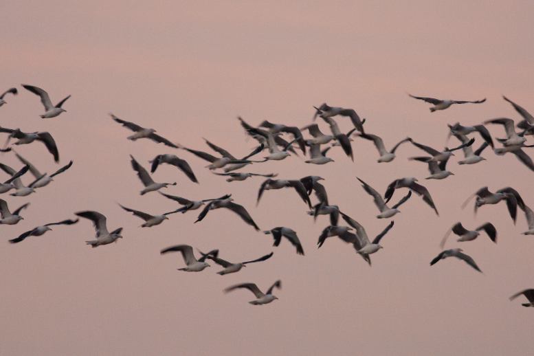 SAG Biobío confirma primer caso de influenza aviar en aves silvestres en la Provincia de Arauco