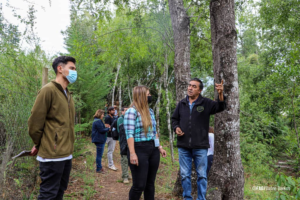 Lanzan convocatoria para recuperar bosque nativo en la Región del Biobío