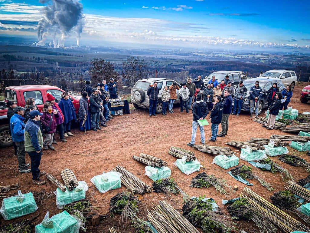 4.000 árboles nativos reciben familias de Nacimiento