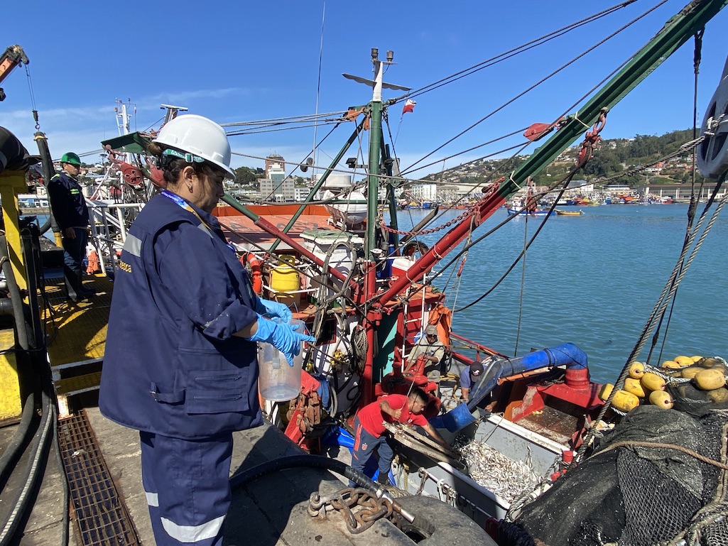 Este miércoles parte el segundo periodo de captura artesanal de sardina común y anchoveta en Biobío y Ñuble