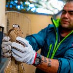 Pato jergón y tiuque regresan a su hábitat natural tras rehabilitación